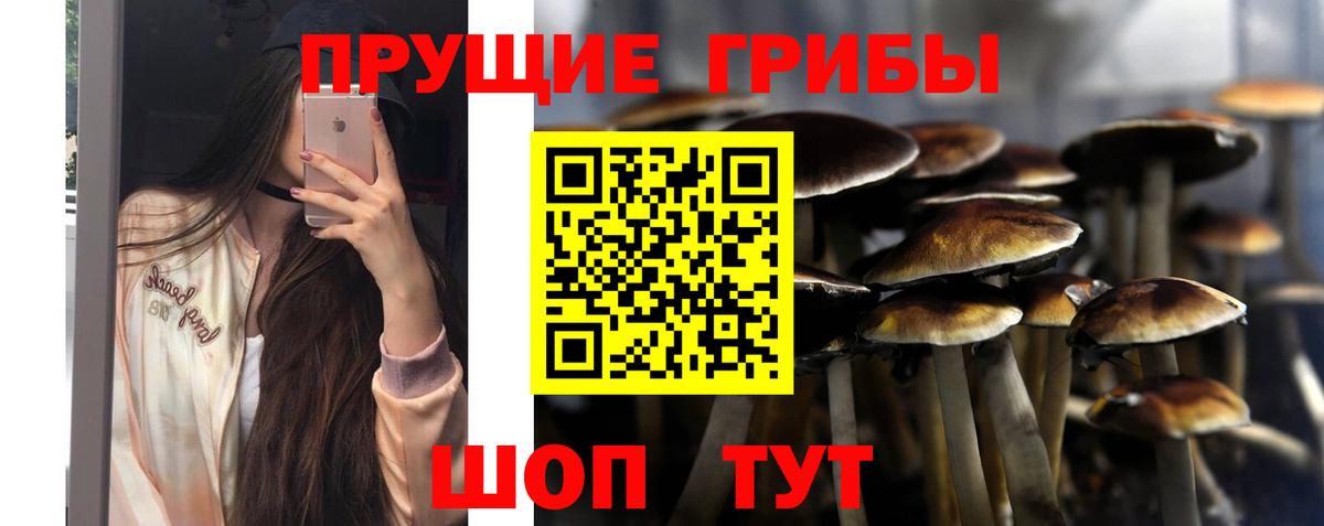 Донской  Галлюциногенные грибы Psilocybine cubensis  Вход с VPN 